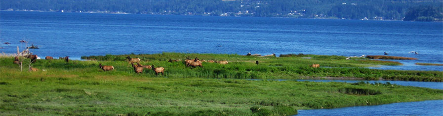 Elk and water