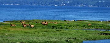 Elk and water