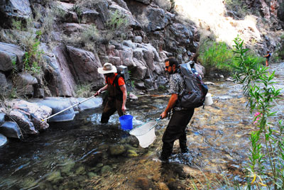 Sampling-Bright-Angel-Creek