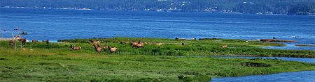 Elk and water